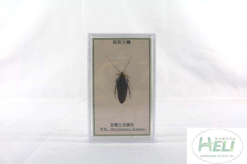 昆蟲(chóng)分類標(biāo)本-褐斑大蠊